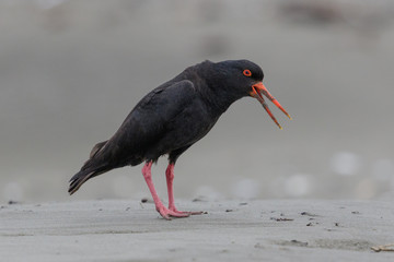 Variable Oystercatcher in New Zealand