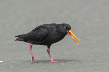 Variable Oystercatcher in New Zealand