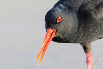 Variable Oystercatcher in New Zealand