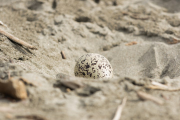 Variable Oystercatcher in New Zealand