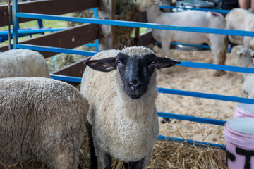 Suffolk sheep, Ovis aries, has white fur and a black face, in a pen at the county fair