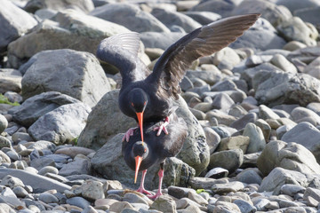 Variable Oystercatcher in New Zealand