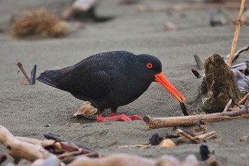 Variable Oystercatcher in New Zealand