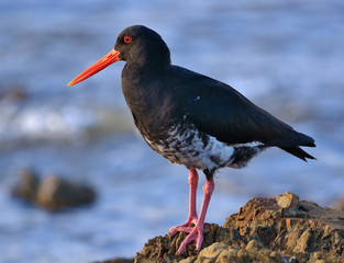 Variable Oystercatcher in New Zealand