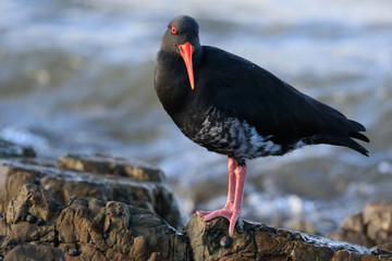 Variable Oystercatcher in New Zealand