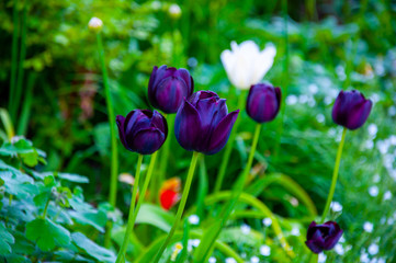 The purple tulip in the garden  during the sunny day