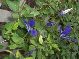 Blue blooming flowers in spring