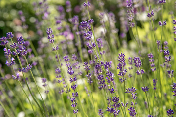 Lavender flowers. Lavender blooms. Aromatic herbs and medicinal plants in the garden. Floral background.