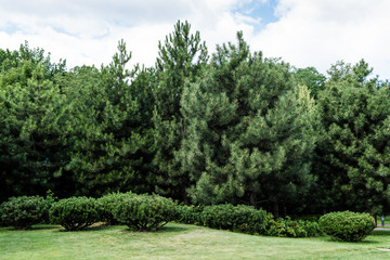 bushes and trees with green leaves against blue sky with clouds