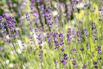 Lavender flowers. Lavender blooms. Aromatic herbs and medicinal plants in the garden. Floral background.