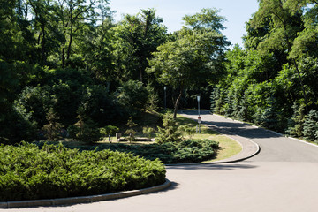Green park with leaves on trees in summertime