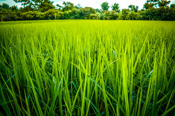 field of green grass