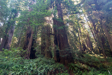 The majestic Redwood Forest, where are the fairies?