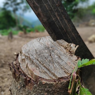 Machete sobre &aacute;rbol talado