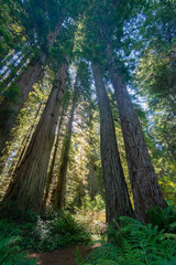 The majestic Redwood Forest, where are the fairies?