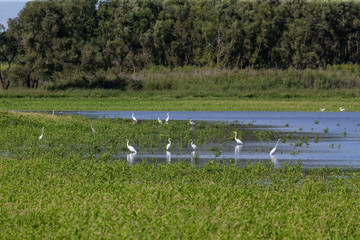 Swamps,conservation area, where many species of birds find food