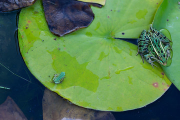 The Gray treefrog (Hyla versicolor) and Pickerel frog (Lithobates palustris) 