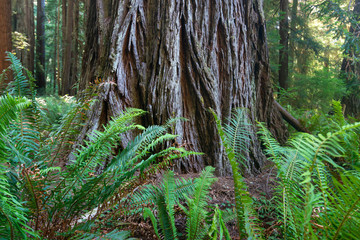 Ferns and Redwoods, a study of a coastal redwood relationship with ferns. 