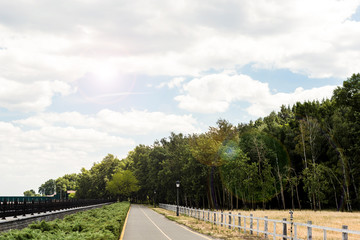 sunshine on green park with trees and bushes in summer