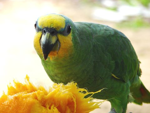 Parrot eating Mango