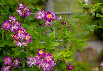 Naklejka premium Beautiful purplish (violet) climbing roses in spring in the garden . Purple roses in green background. Gardening concept.