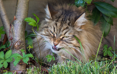Naklejka na ściany i meble Long haired cat of siberian breed in relax outdoor. Purebred kitten, hypoallergenic animal