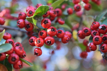 frutos en primer plano