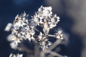 naturaleza