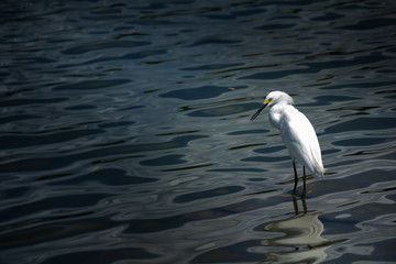 Adult snowy egret wading in the lake