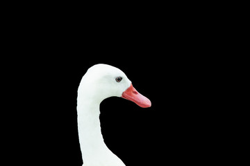 Weird white duck with an orange beak