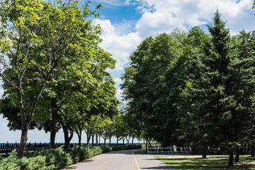 fir trees near conifer bushes and walkway in summertime
