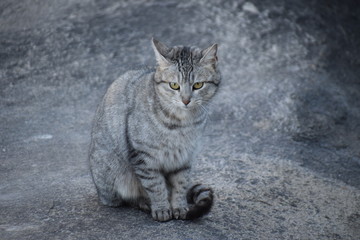felino