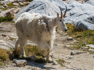 White mountain goat in Cascade Mountains