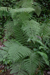 Weeping wall of green life