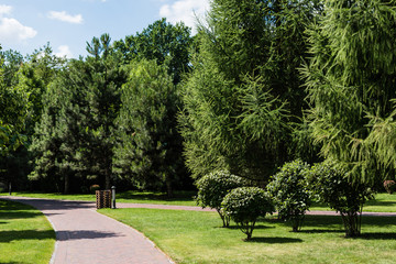 Fototapeta na wymiar green fresh leaves on trees and bushes near walkway in park