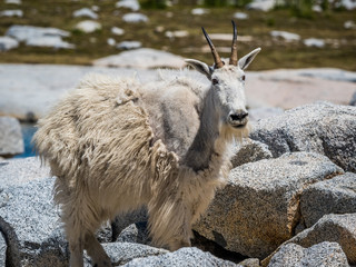 White mountain goat in Cascade Mountains