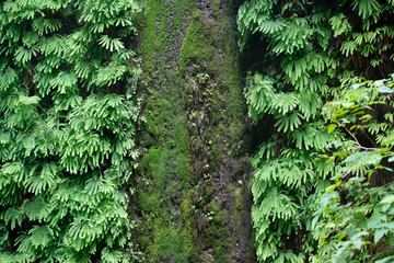 Weeping wall of green life