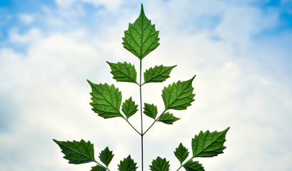 tree with green leaves isolated on white