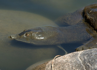 close up of semi submerged soft back turtle