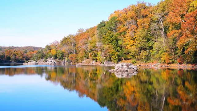 Cinemagraph of Great Falls in Maryland with yellow orange colorful autumn tree foliage leaves reflection in calm still water surface of river canal or lake with ripples 