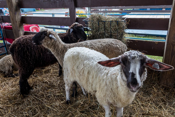 Suffolk sheep, Ovis aries, has white fur and a black face, in a pen at the county fair