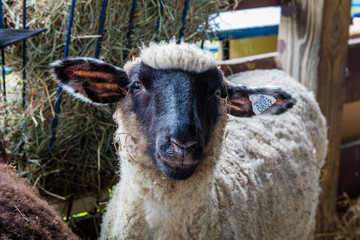 Suffolk sheep, Ovis aries, has white fur and a black face, in a pen at the county fair