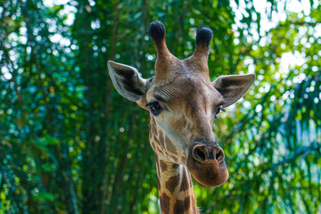 close up of giraffe in the zoo