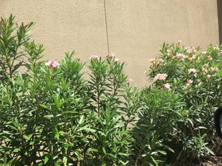 Pink Flowers by Wall 
