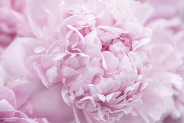Floral pastel background. Pink peony macro. Petals of pink peony