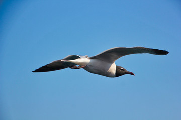 Laughing Gull in Flight in Costa Rica