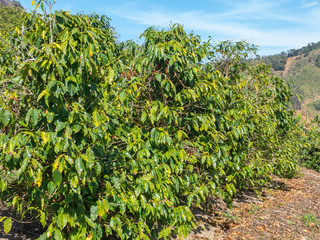 Fototapeta na wymiar Arabica Coffee trees in coffee plantation in Brazil - organic agriculture