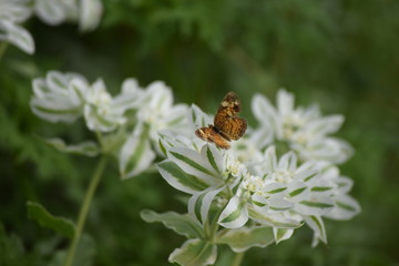 Butterfly in a Flower Garden