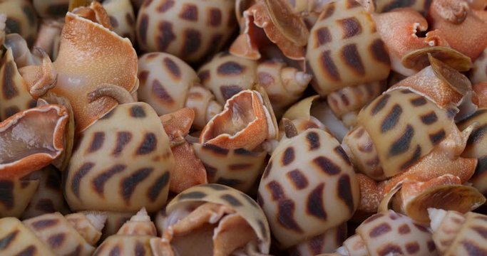 Cooked sea snail in rotation