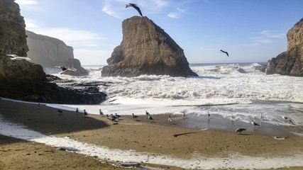 beach and sea. Shark fin cove Davenport California Santa Cruz county 